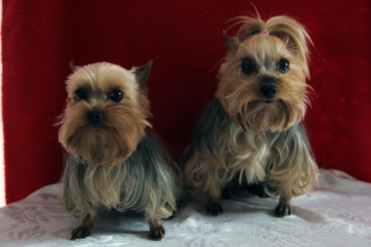 Free image: Yorkshire terrier