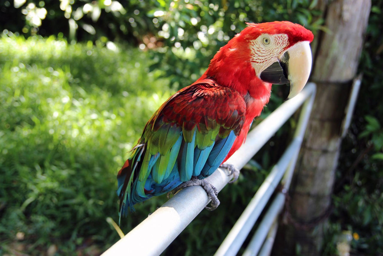 Free image: Wonderful parrot Ara in jungle